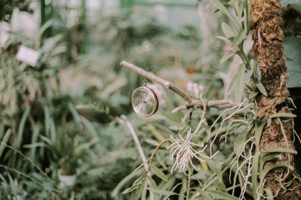Plant grass outdoor