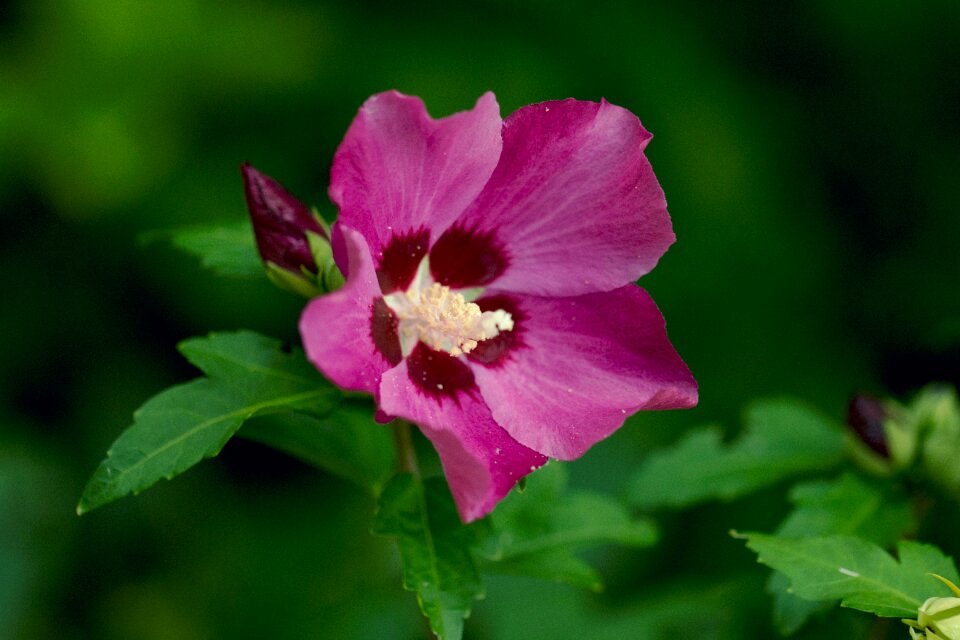 Violet garden flowering
