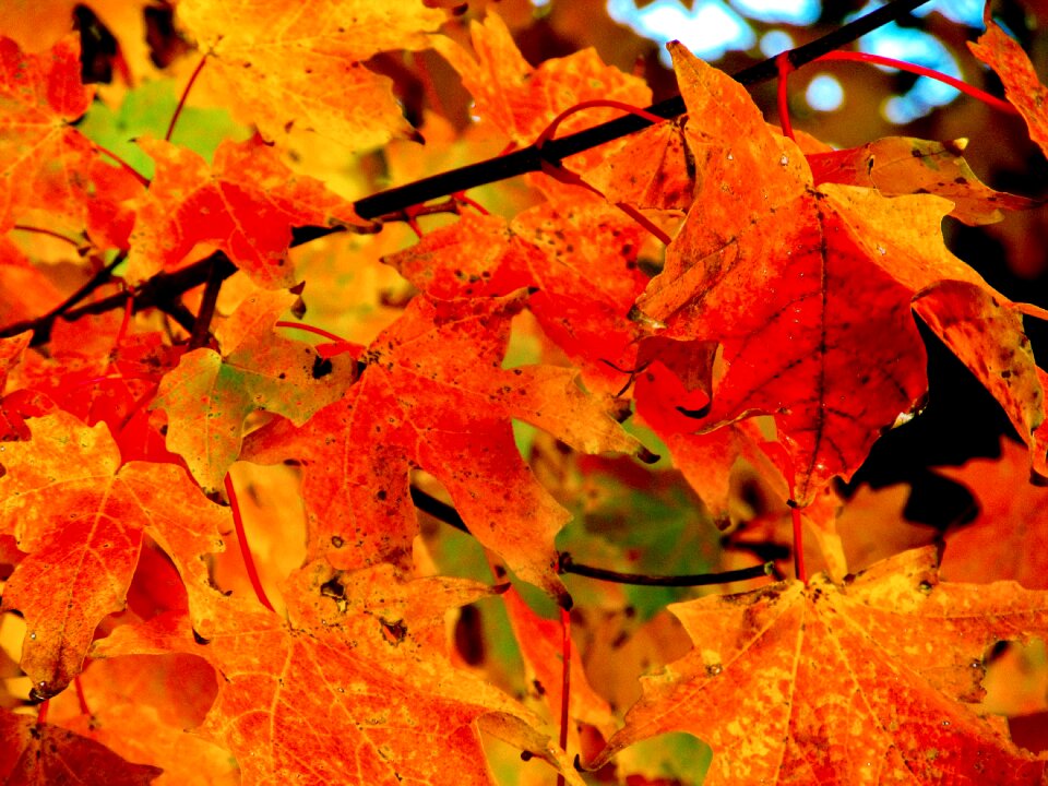 Fall fall leaves orange leaf photo