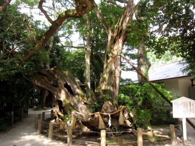 Ōyamazumi-jinja kusunoki (Nōin-houshi)