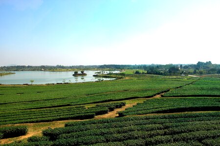 Boon rawd farm thailand the north