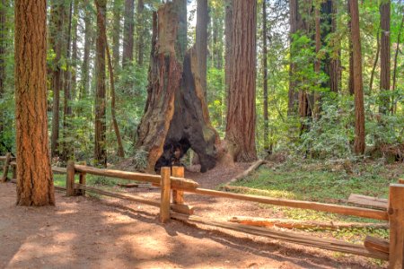 16 21 0040 redwood