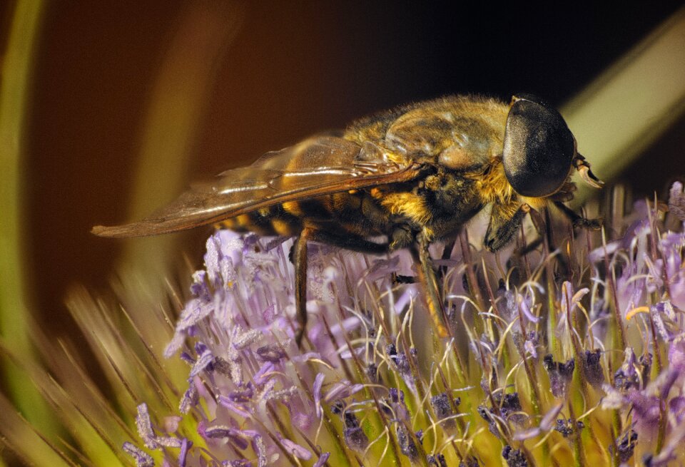 Close up fly animal world