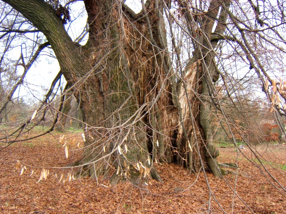 Ötvöskónyi, óriásfa