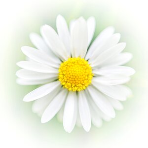 Art flower deco decoration