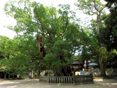 Ōyamazumi-jinja kusunoki (Ochinomikoto)