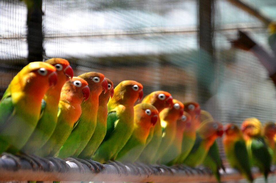 Animal nature wing