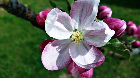 Nature flowering sprig photo