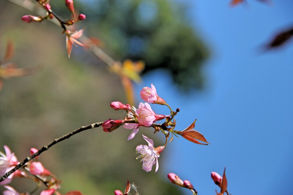 Flowers nature pink