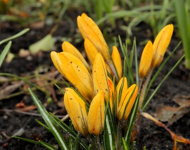 Season crocus spring