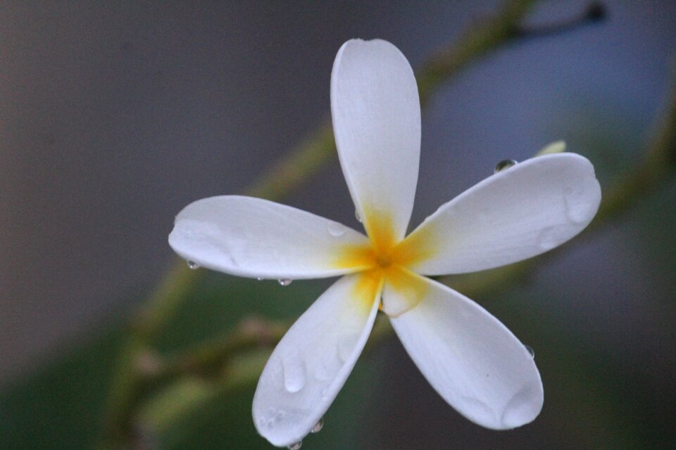 White flower floral nature