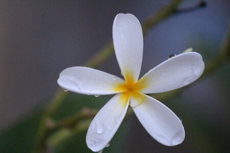 White flower floral nature photo