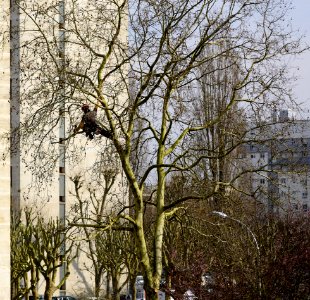 Élagage en zone urbaine 3