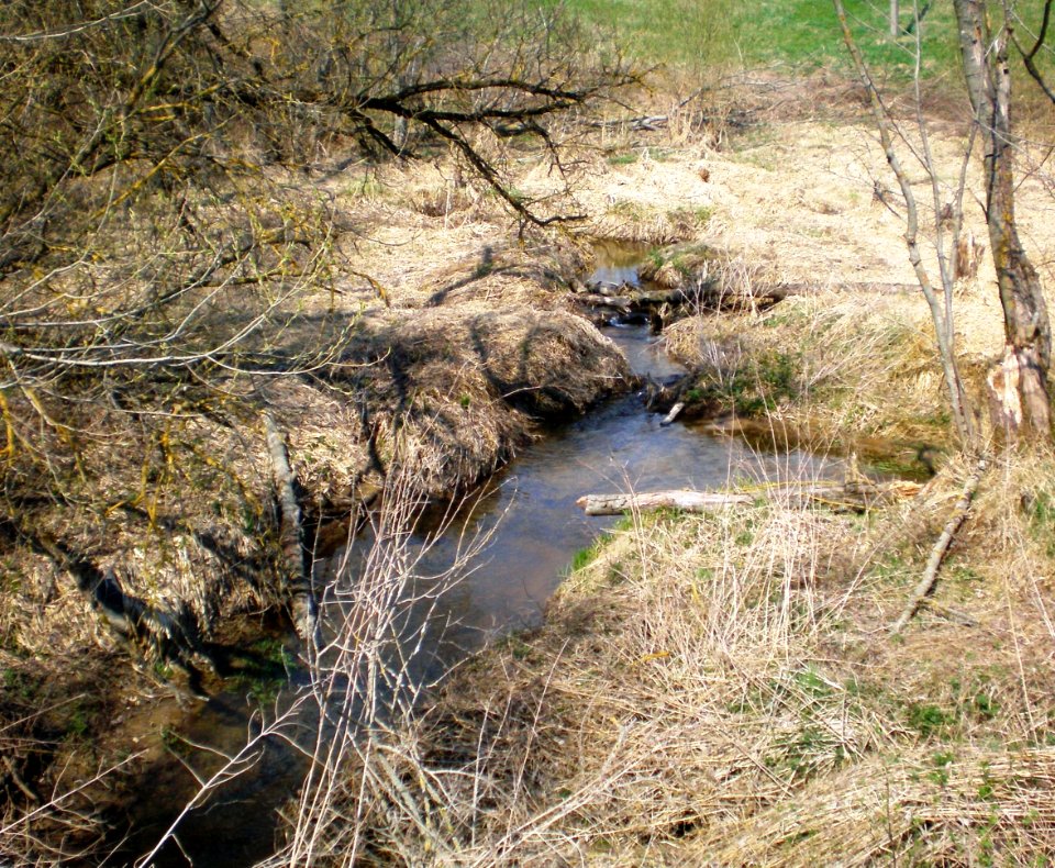 Žiedupė, Josvainiai