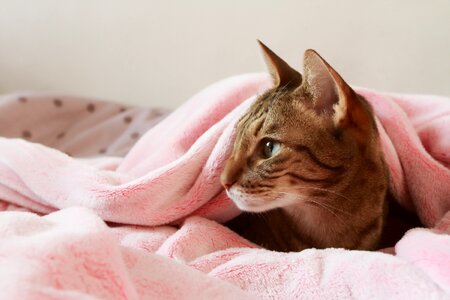 Home pet pussy