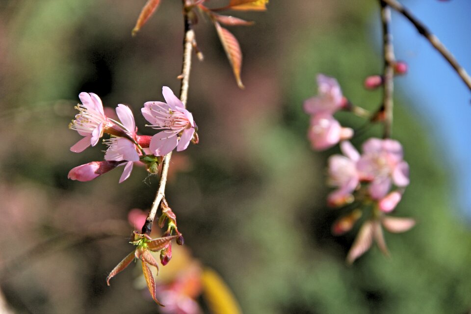 Flowers nature pink