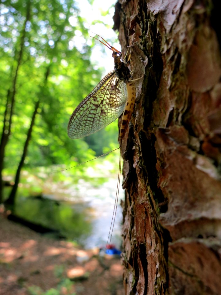 ?Köcherfliege? an Baumstamm