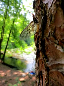 ?Köcherfliege? an Baumstamm