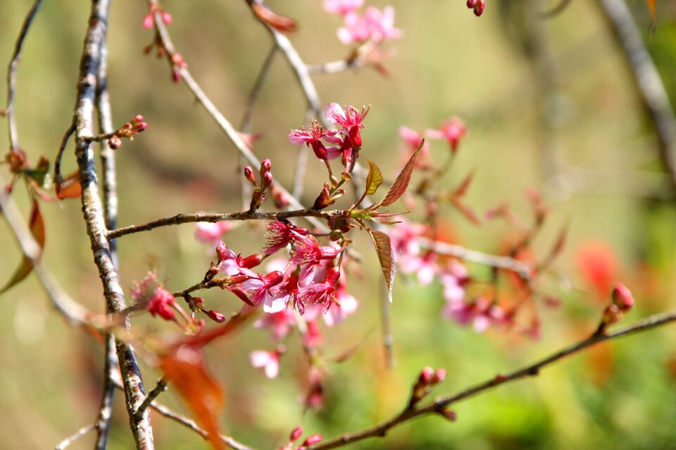 Flowers nature pink