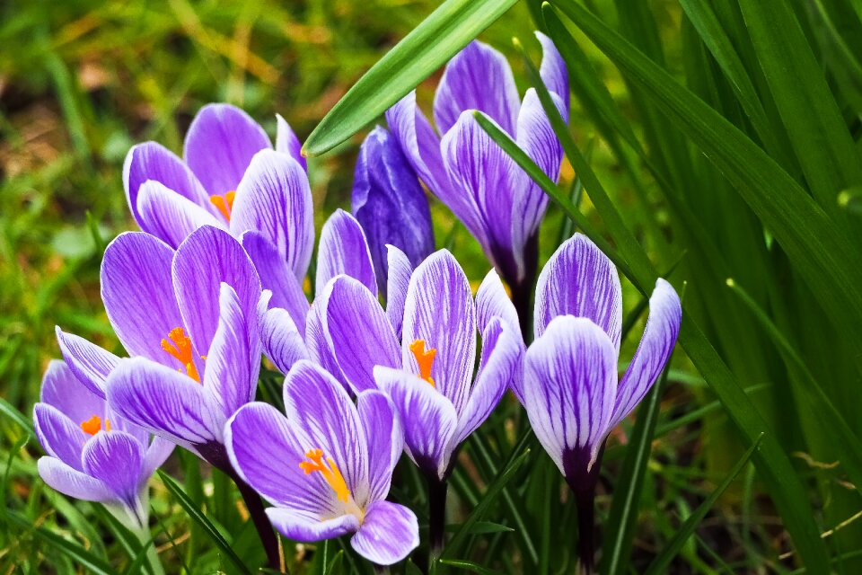 Garden flowers grass