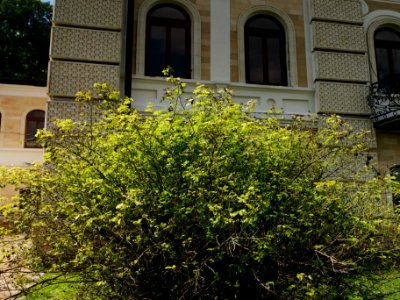 Усадьба Корнева 05