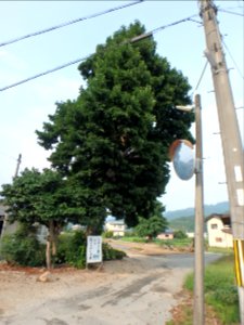 兵庫県豊岡市出石町長砂の「こぶしの里 長砂 大こぶしの木」