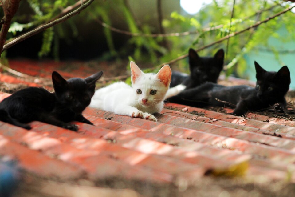 Animal outdoors cat