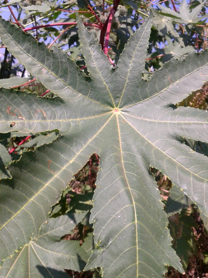 ஆமணக்கு3