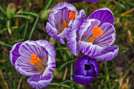 Garden flowers grass