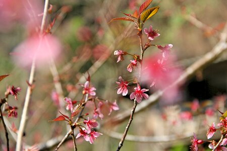 Flowers nature pink