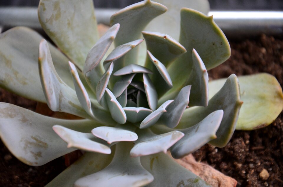 Nature thick sheet greenhouse succulents photo