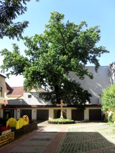 (TTO) Hotel Zlatý kříž (Teplice) B