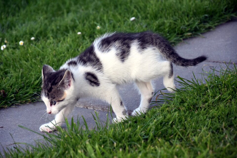 Mammal cat adorable