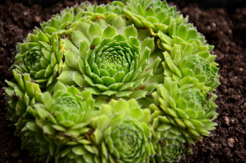 Thick sheet greenhouse fresh green succulent plant