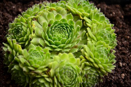 Thick sheet greenhouse fresh green succulent plant
