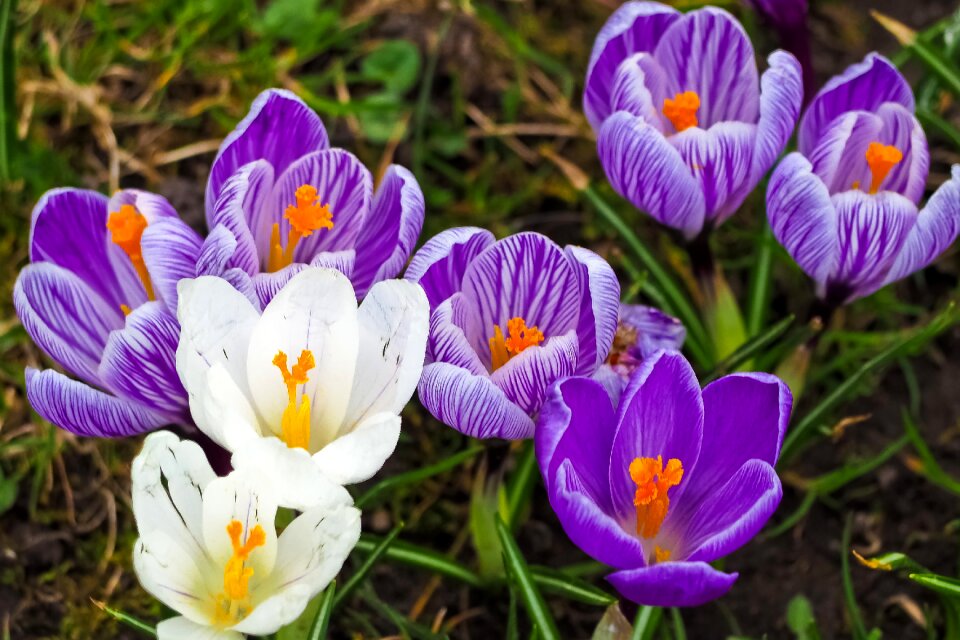 Garden flowers grass
