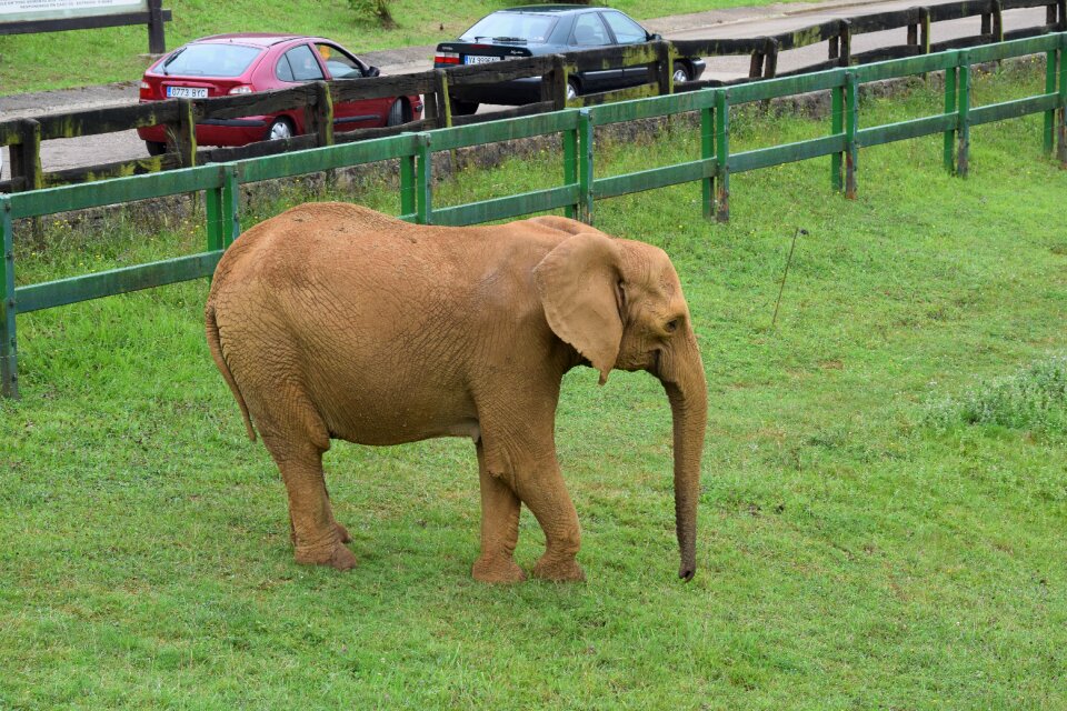 Elephant zoo cabarceno
