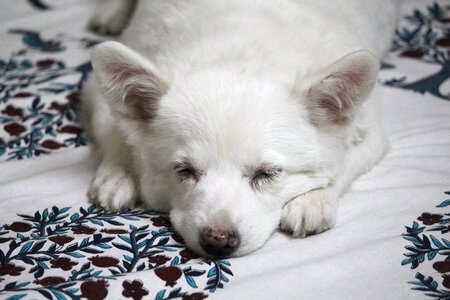 Cute canine white photo