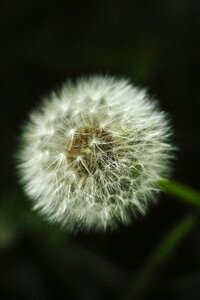 Flower background close-up