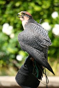 Falcon kestrel predator