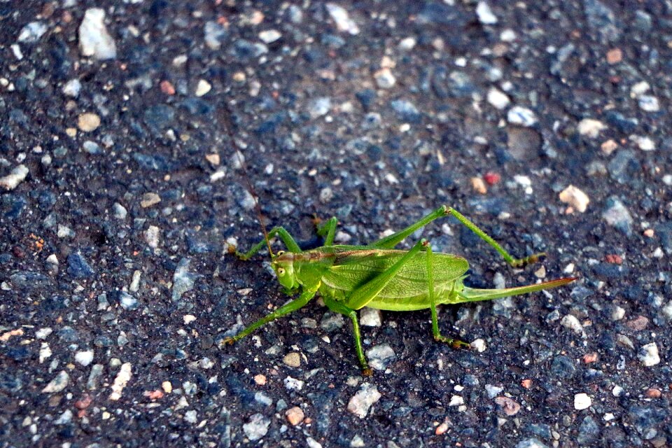 Insect close up green