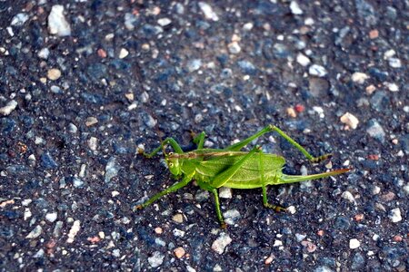 Insect close up green photo