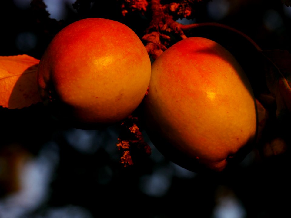 Zuccalmaglios Renette Freilichtmuseum Roscheider Hof, Frucht H3