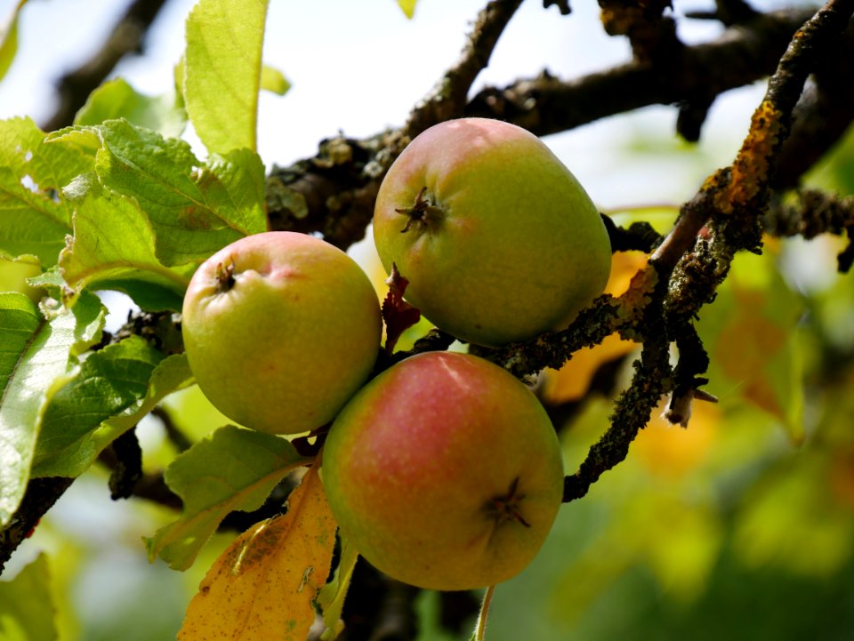 Zuccalmaglios Renette Freilichtmuseum Roscheider Hof, Frucht H2