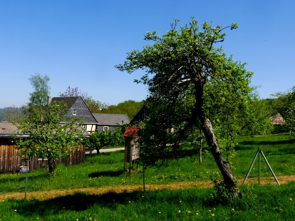 Zuccalmaglios Renette Freilichtmuseum Roscheider Hof, Ganzer Baum H10