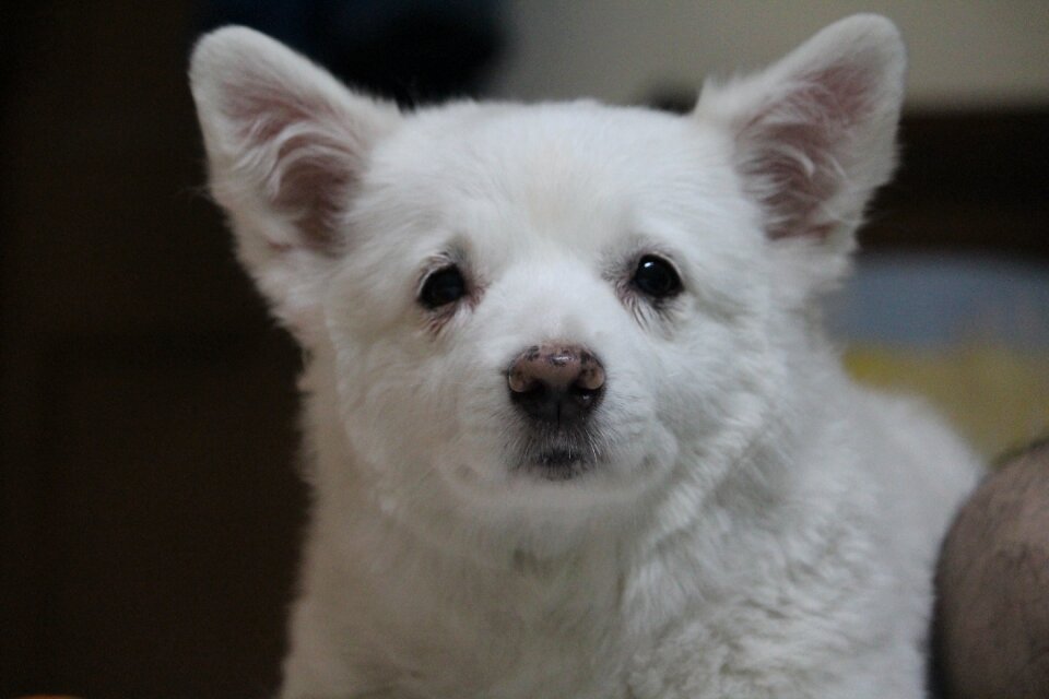 Funny animal canine