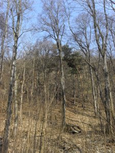 (TTO) Hrad Doubravská hora, zřícenina (Teplice) 14 3 2014 21
