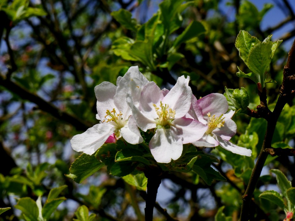 Zuccalmaglios Renette Freilichtmuseum Roscheider Hof, Blüte H15