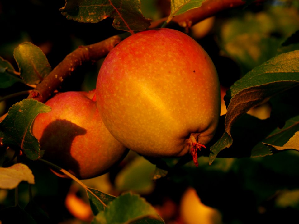 Zuccalmaglios Renette Freilichtmuseum Roscheider Hof, Frucht H4