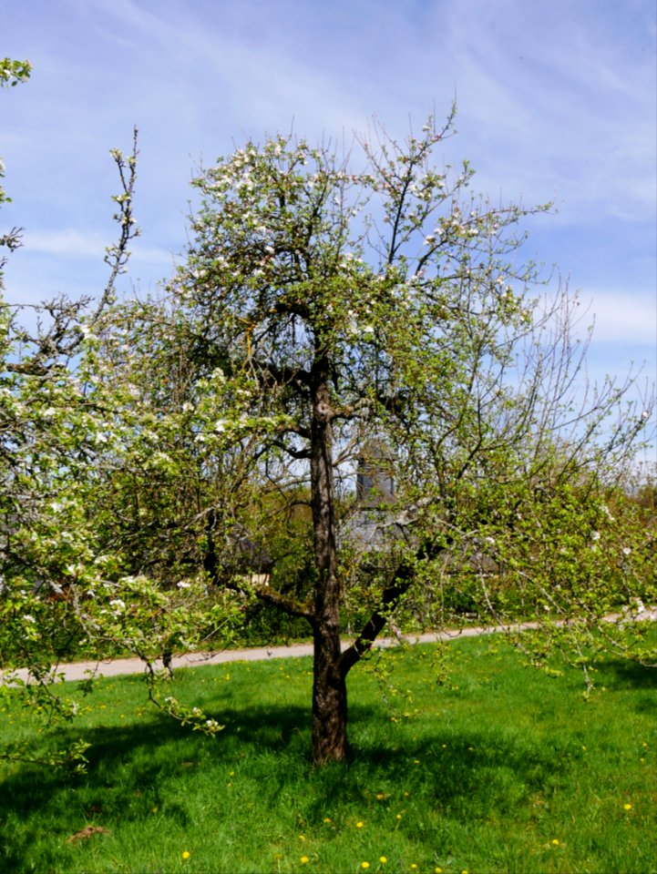 Zuccalmaglios Renette Freilichtmuseum Roscheider Hof, Ganzer Baum H9